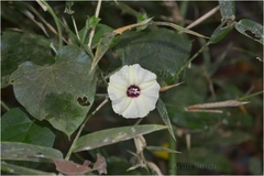 Hewittia malabarica